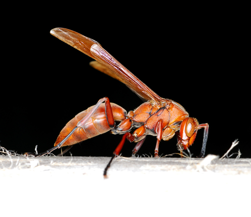 Polistes strigosus